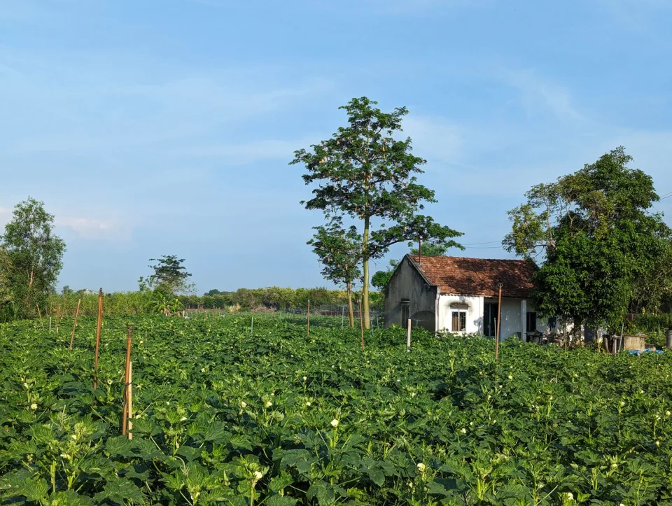 Vườn rau của Huỳnh Tấn Lực 1